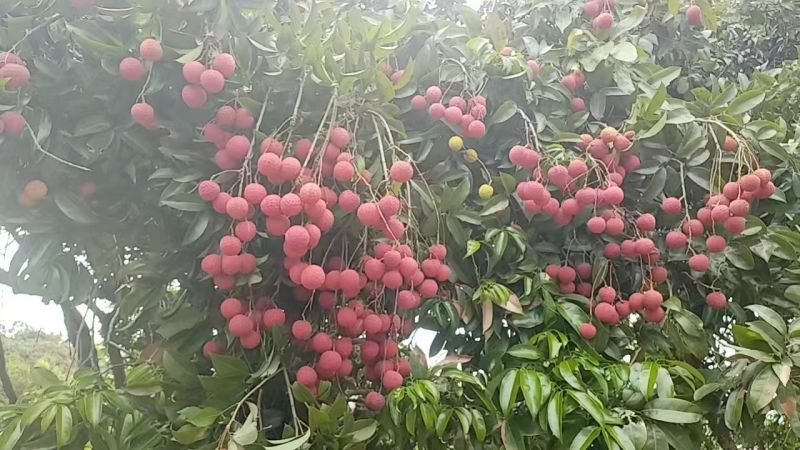 广西贵港市桂平市麻垌荔枝
