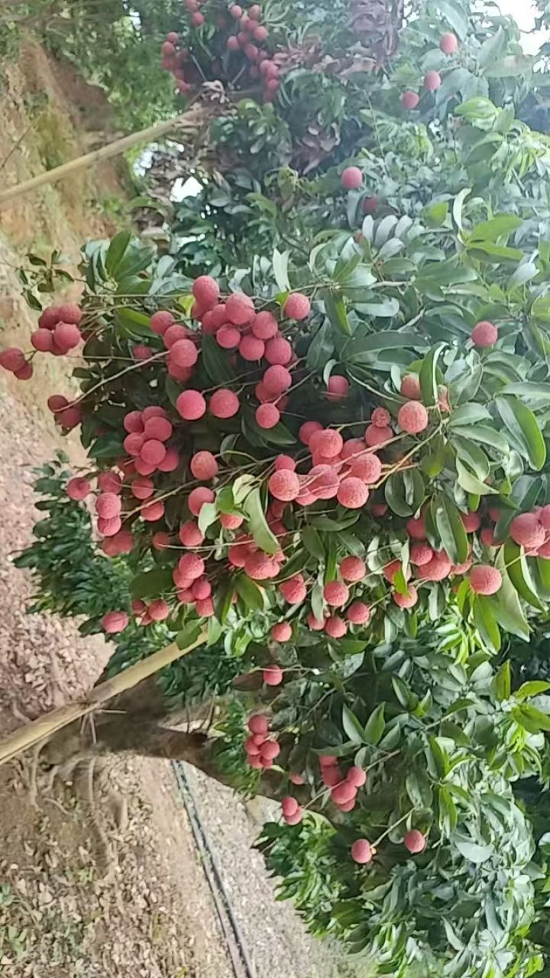 广西贵港市桂平市麻垌荔枝