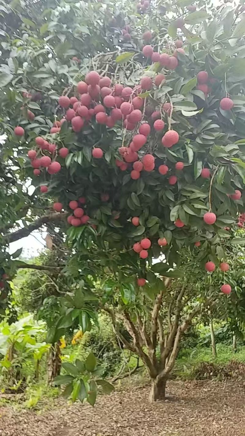 广西贵港市桂平市麻垌荔枝