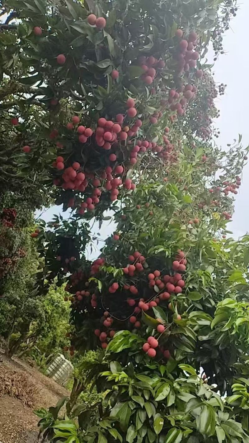 广西贵港市桂平市麻垌荔枝