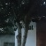 桂花树