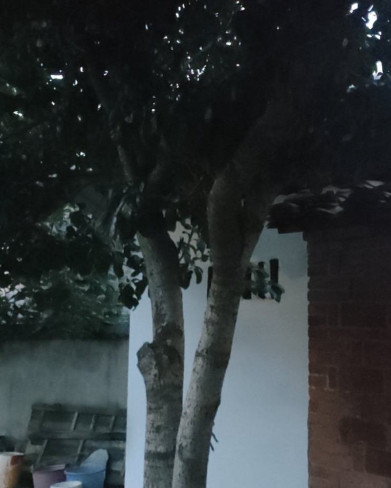 桂花树