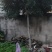 桂花树