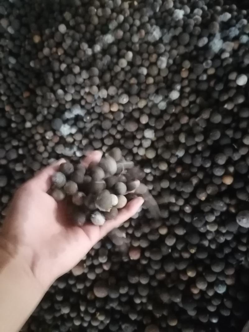 冰糖橙枳实