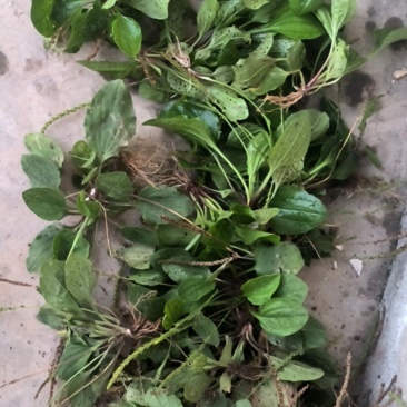 车前草