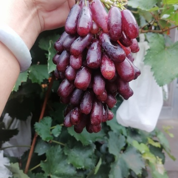 蓝宝石葡萄