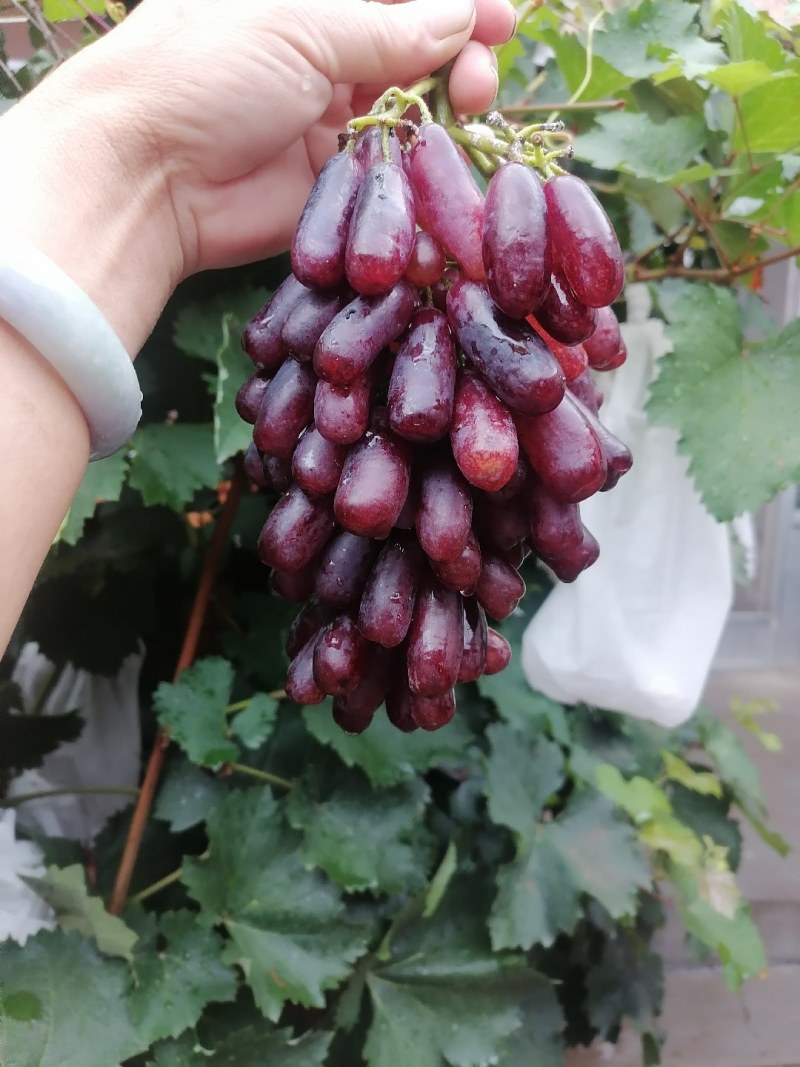 蓝宝石葡萄