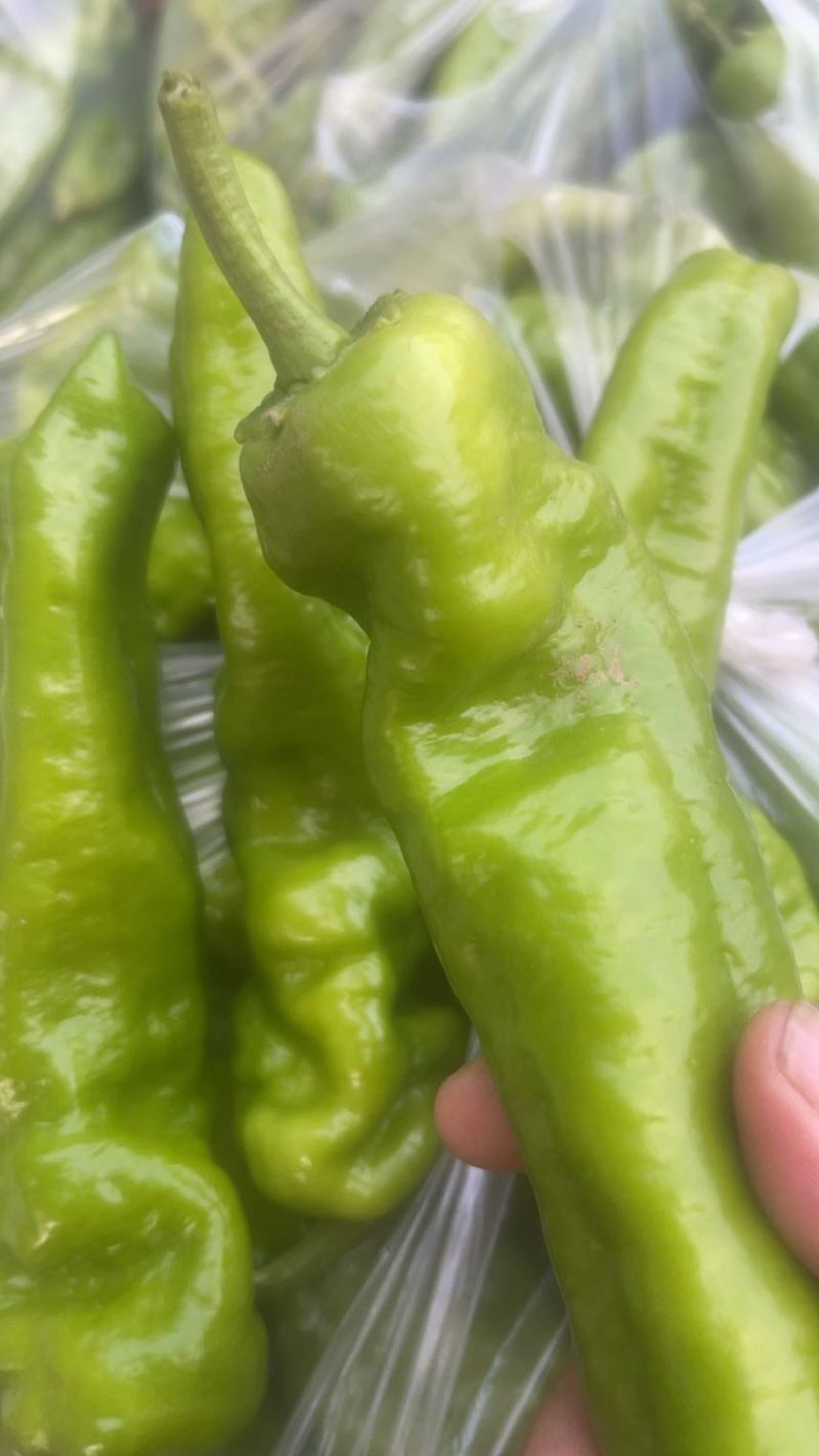 菜椒螺丝椒线椒有货