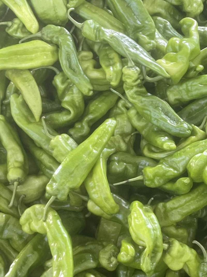 菜椒螺丝椒线椒有货