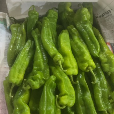 菜椒螺丝椒线椒有货