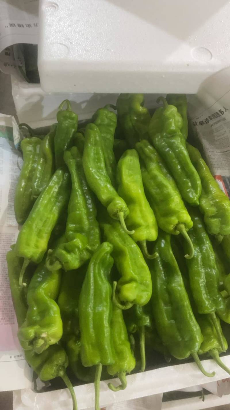 菜椒螺丝椒线椒有货