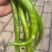 菜椒螺丝椒线椒有货
