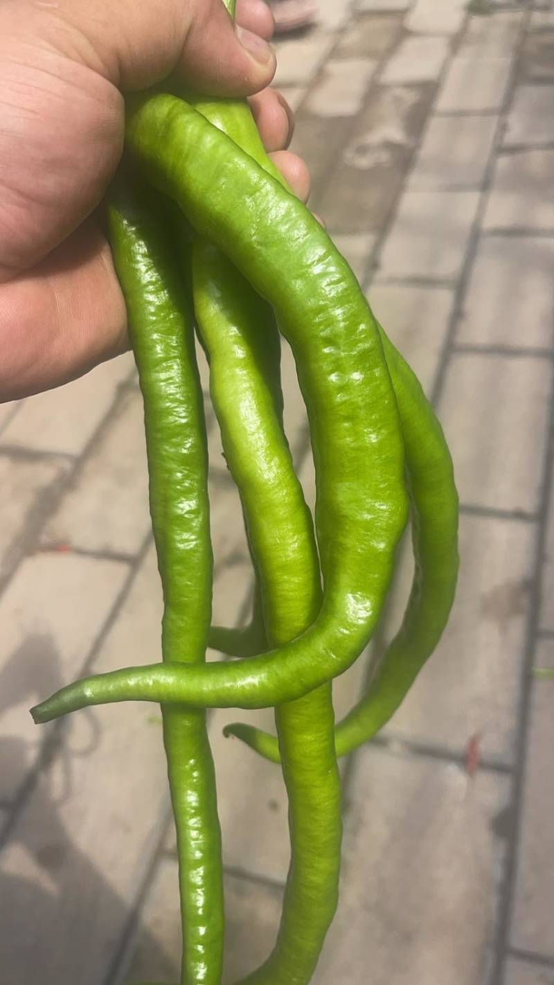 菜椒螺丝椒线椒有货