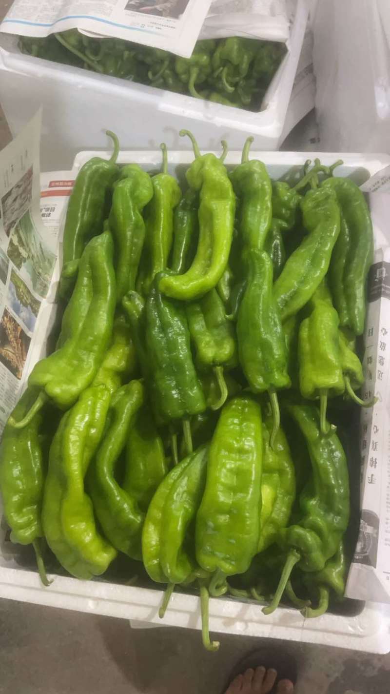 菜椒螺丝椒线椒有货