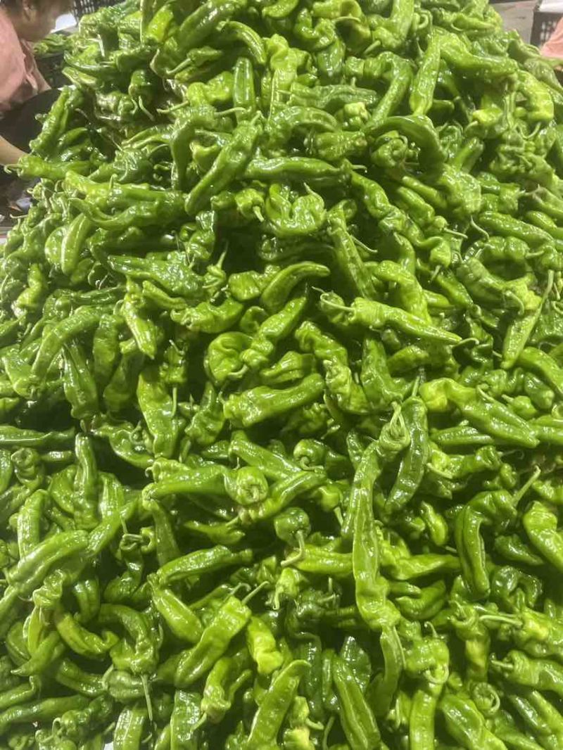 菜椒螺丝椒线椒有货