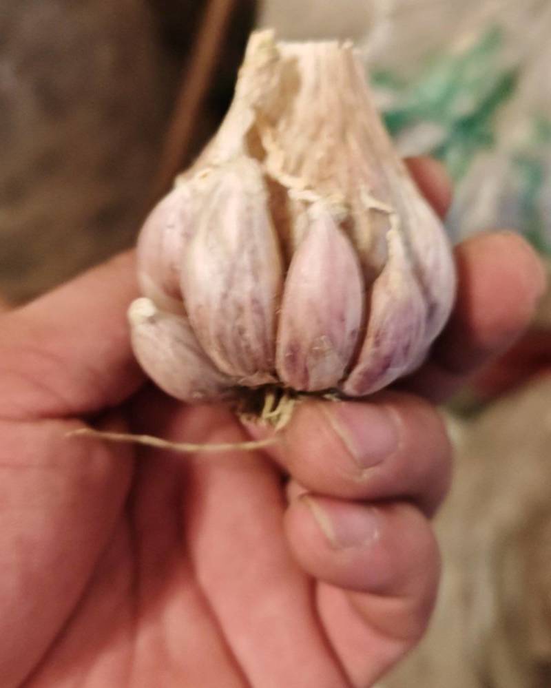 四川紫皮软叶蒜种