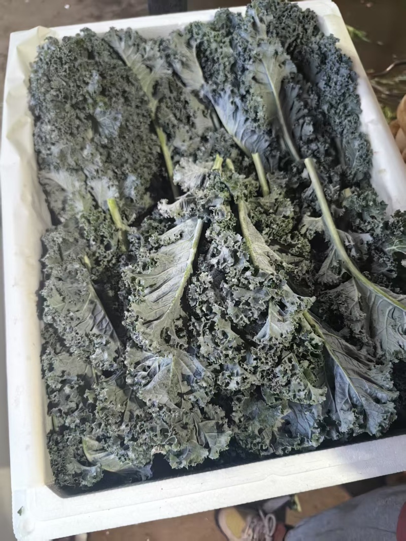 羽衣甘蓝颜色墨绿色，糖度75%，ph5.4，出汁率65%