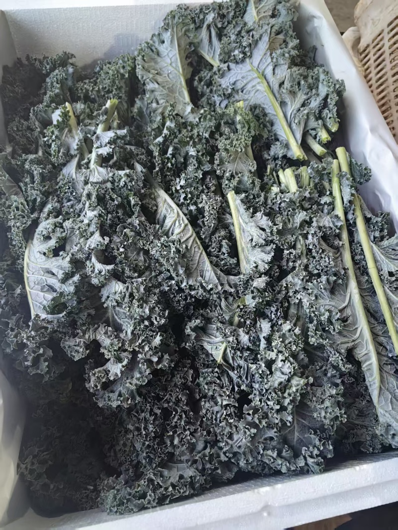 羽衣甘蓝颜色墨绿色，糖度75%，ph5.4，出汁率65%