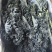 羽衣甘蓝颜色墨绿色，糖度75%，ph5.4，出汁率65%