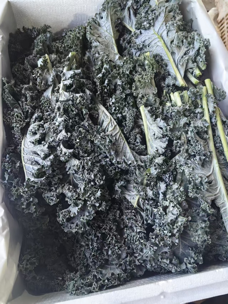 羽衣甘蓝颜色墨绿色，糖度75%，ph5.4，出汁率65%