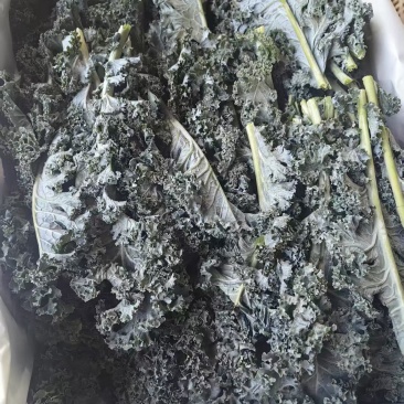 羽衣甘蓝颜色墨绿色，糖度75%，ph5.4，出汁率65%