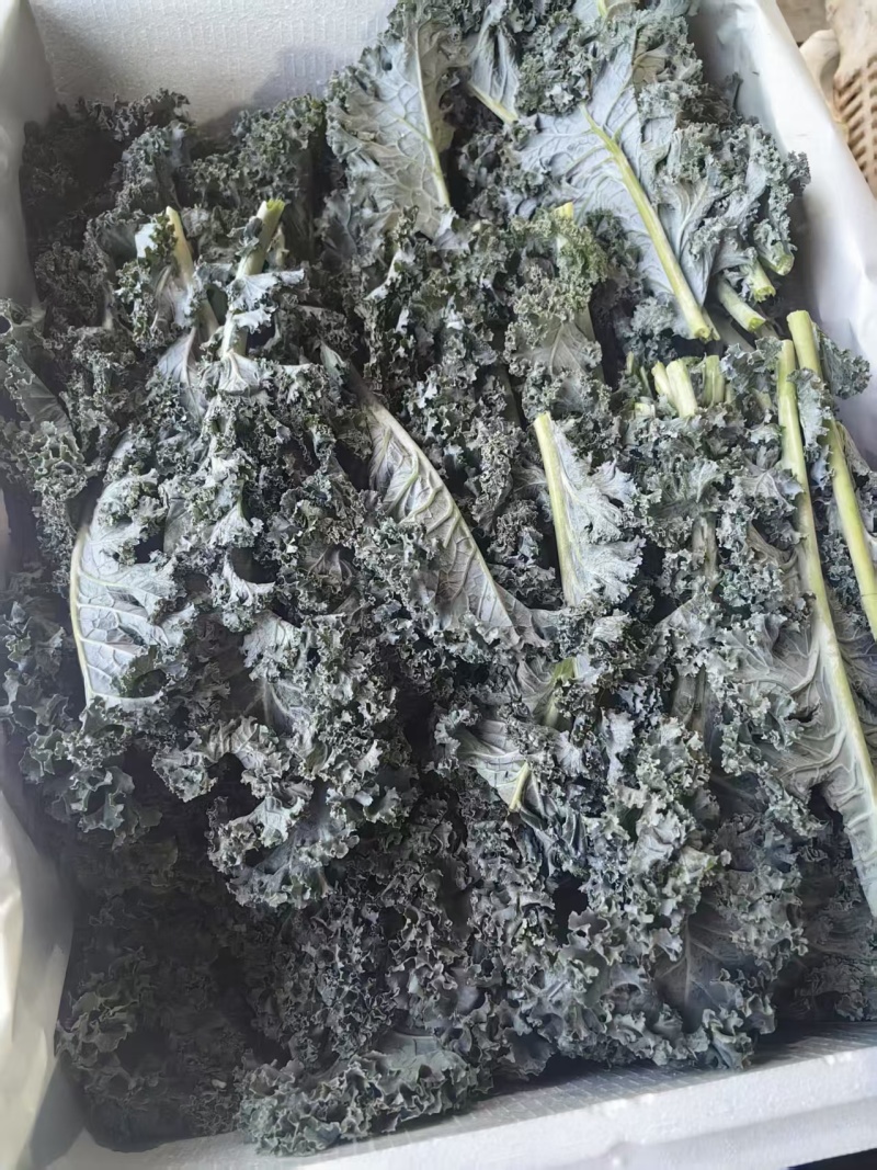 羽衣甘蓝颜色墨绿色，糖度75%，ph5.4，出汁率65%
