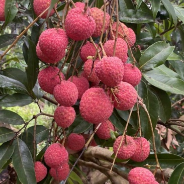 荔枝