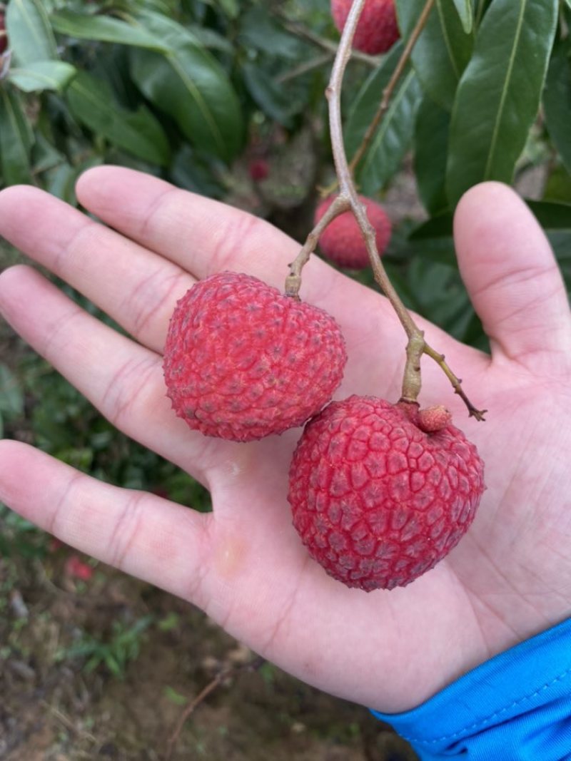 荔枝