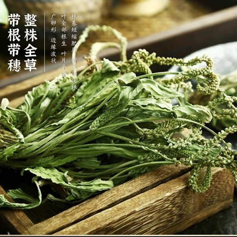 车前草