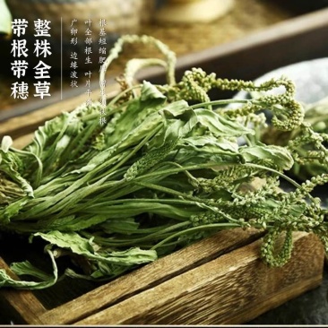 车前草