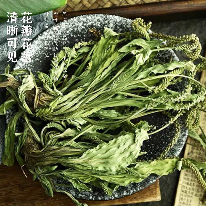 车前草