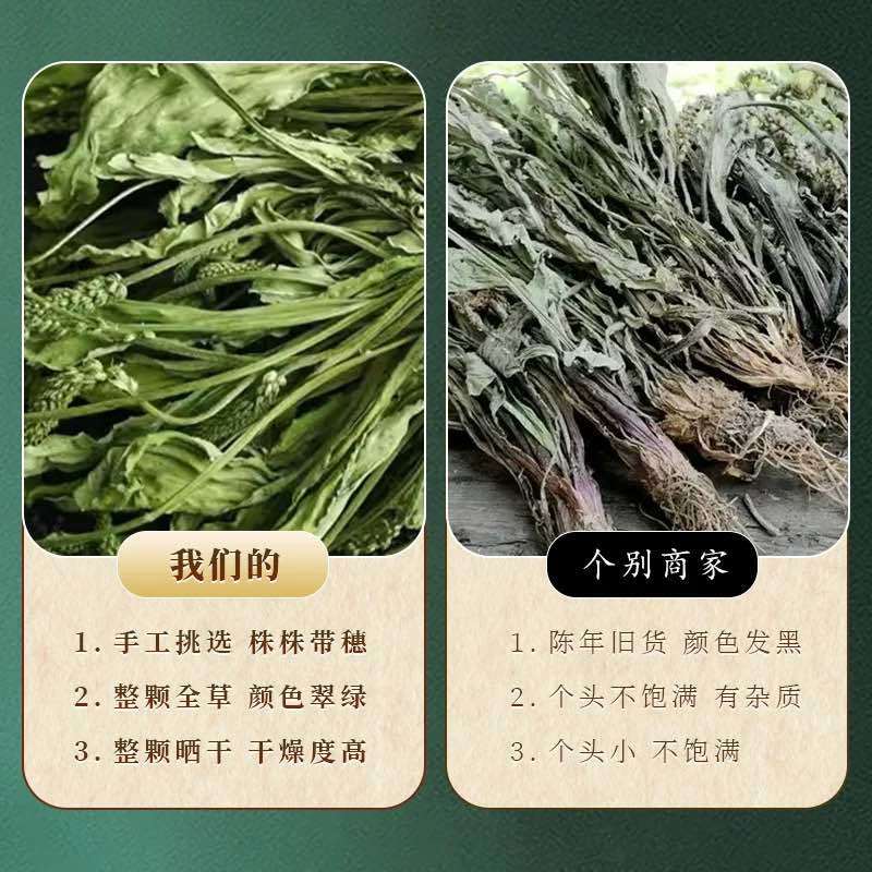 车前草