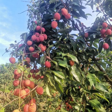 糯米糍荔枝