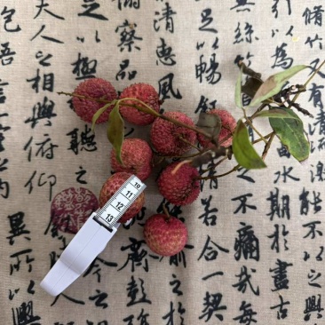 荔枝桂味玉荷包