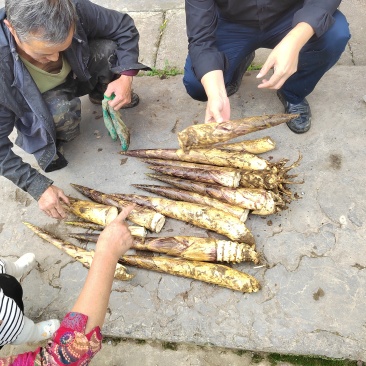 方竹笋现挖带壳鲜品