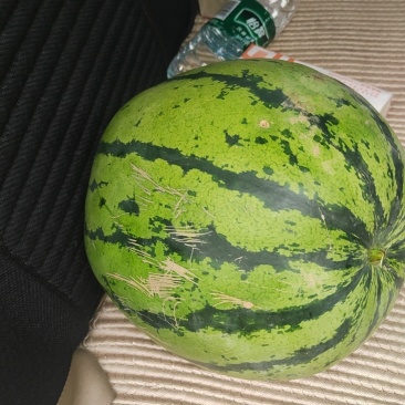 头茬露天美都西瓜