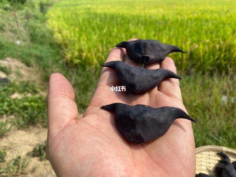 菱角|||菱角儿时味道·洪湖老菱角又名“水中花