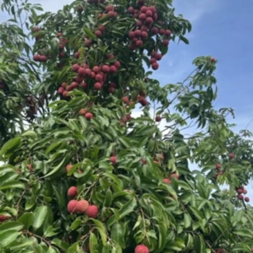 荔枝桂味