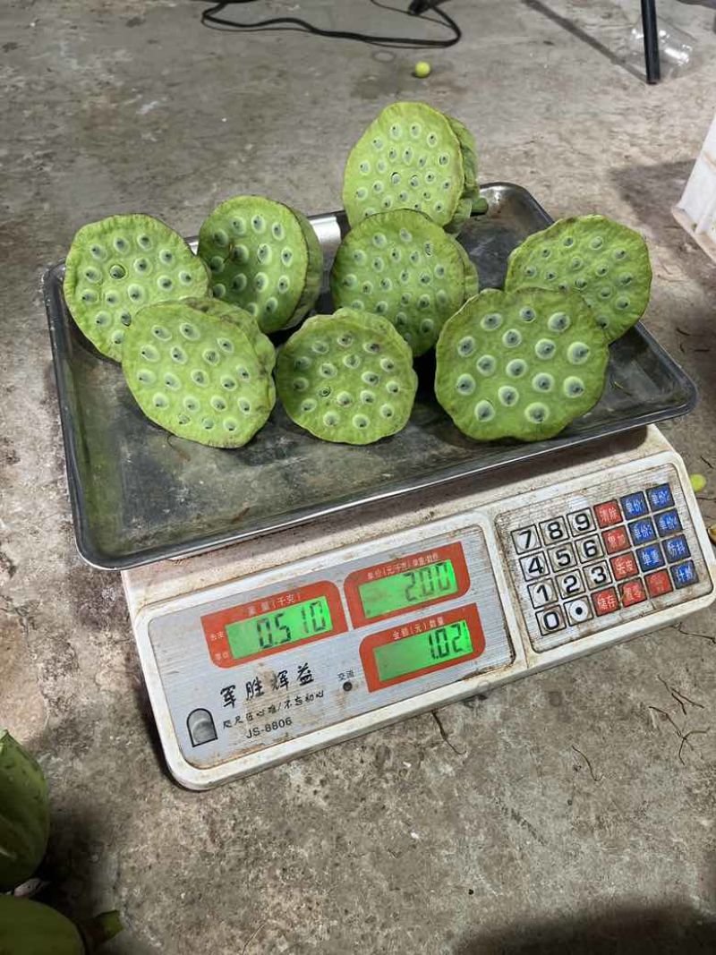 水果莲蓬4/7成熟