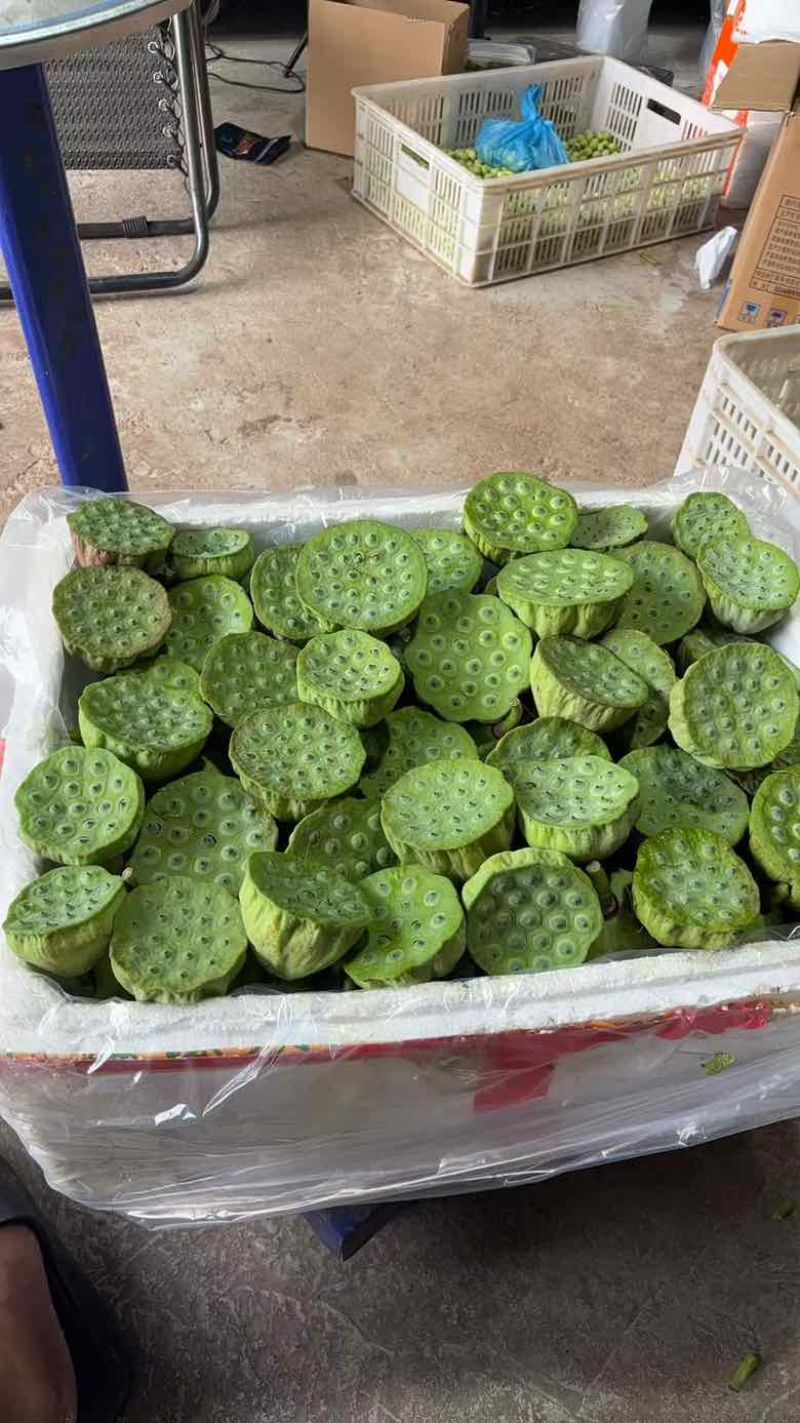 水果莲蓬4/7成熟