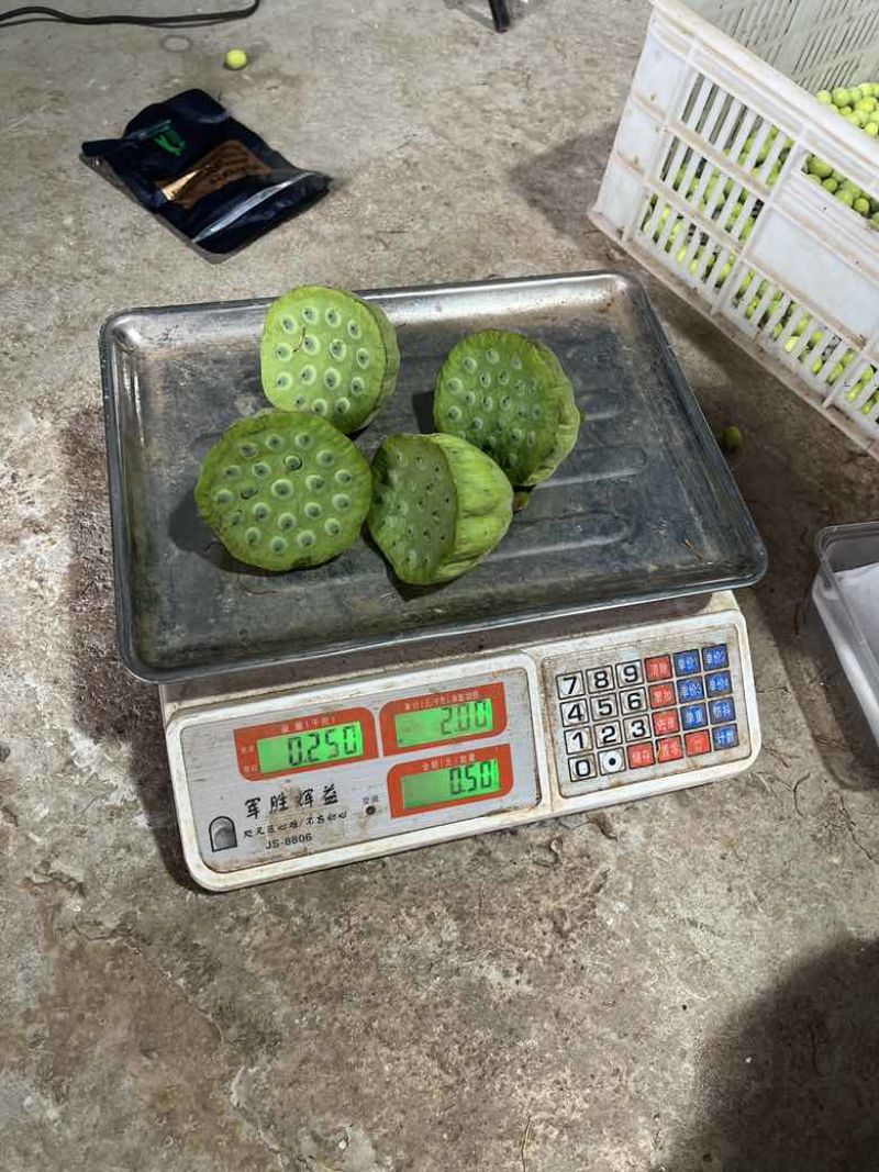 水果莲蓬4/7成熟