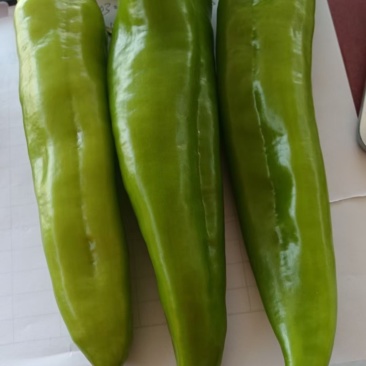 牛椒大量上市了需要的老板联系