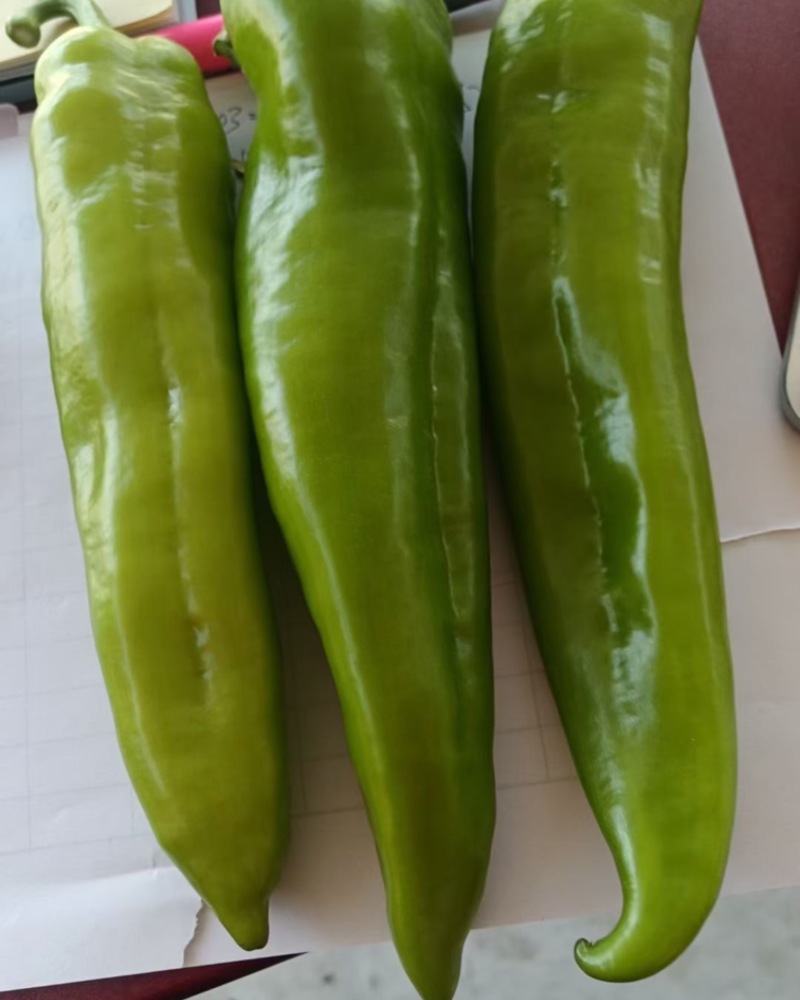 牛椒大量上市了需要的老板联系