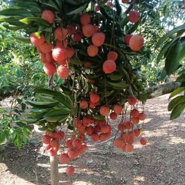 荔枝