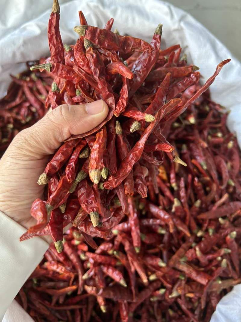 印度魔鬼辣椒S17巨辣爆辣干辣椒
