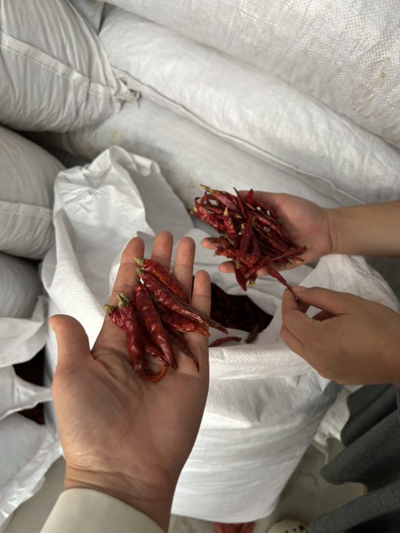 印度魔鬼辣椒S17巨辣爆辣干辣椒