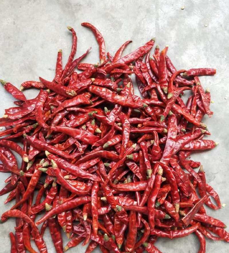 印度魔鬼辣椒S17巨辣爆辣干辣椒