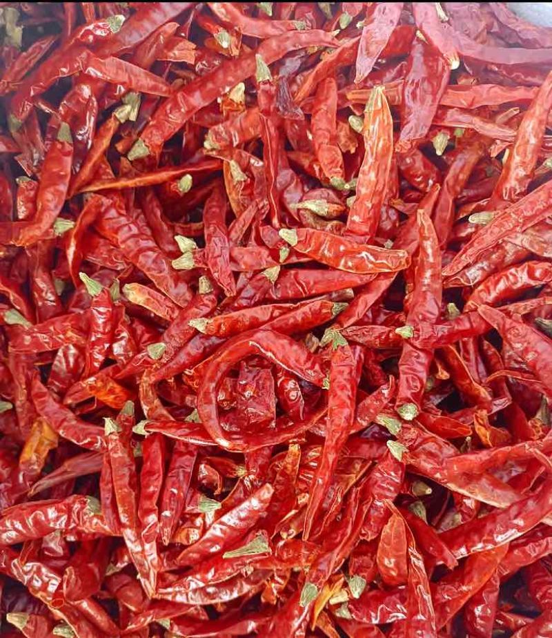 印度魔鬼辣椒S17巨辣爆辣干辣椒