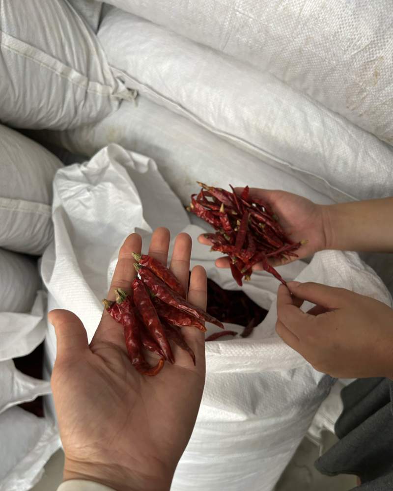 印度魔鬼辣椒S17巨辣爆辣干辣椒