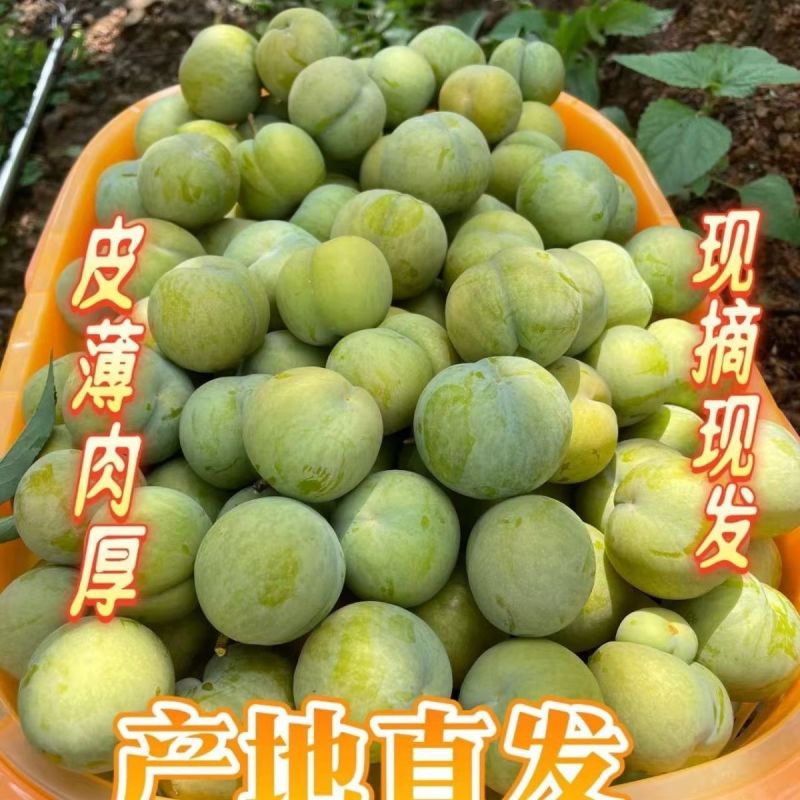 贵州蜂糖李上市热卖中需要的赶快联系